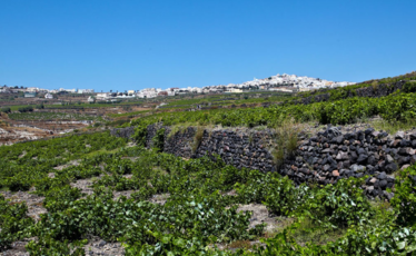 Αμπελώνας της Σαντορίνης