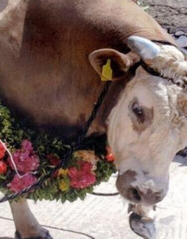 Πανηγύρια της Λέσβου