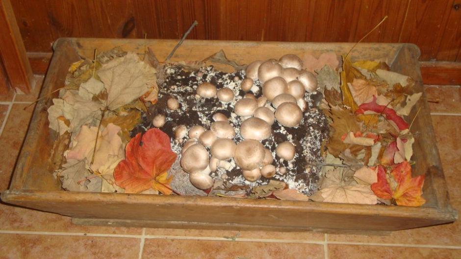 Γιορτές Μανιταριού