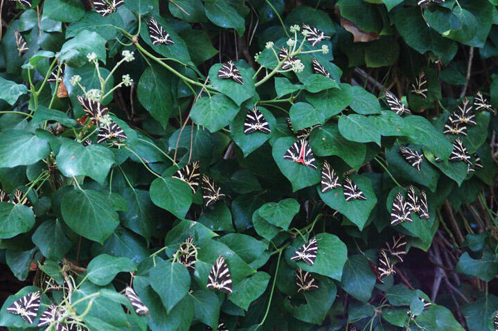 Πεζοπορία στην Κοιλάδα με τις Πεταλούδες