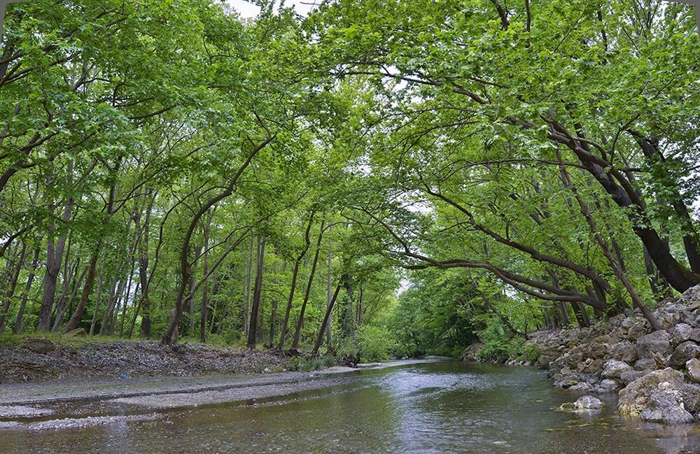 Πεζοπορία στο πλατανόδασος του Κηρέα